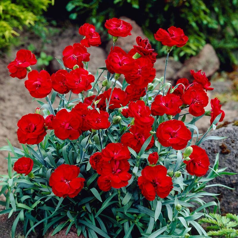 Dianthus