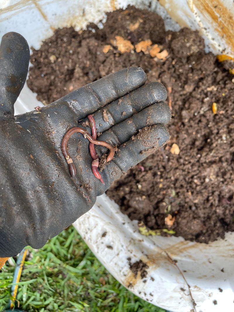 Vermicompost (Worm Castings)