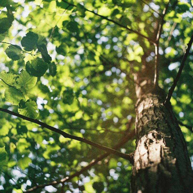 Poplar Trees