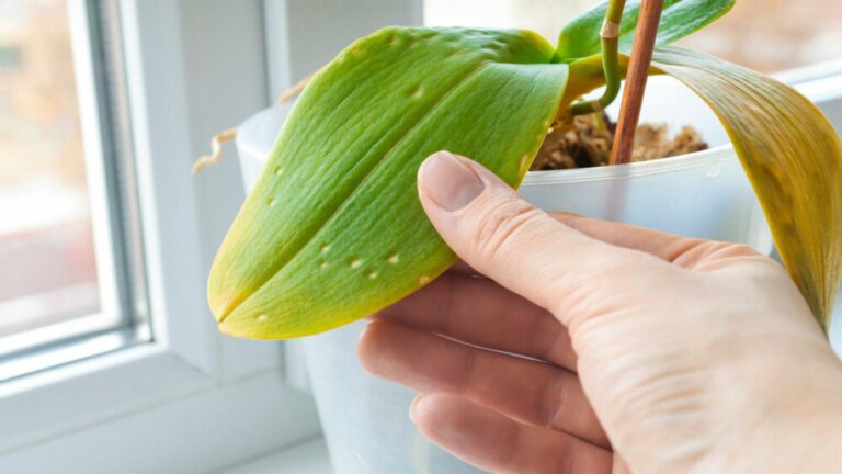 sick orchid leaf in woman's hand