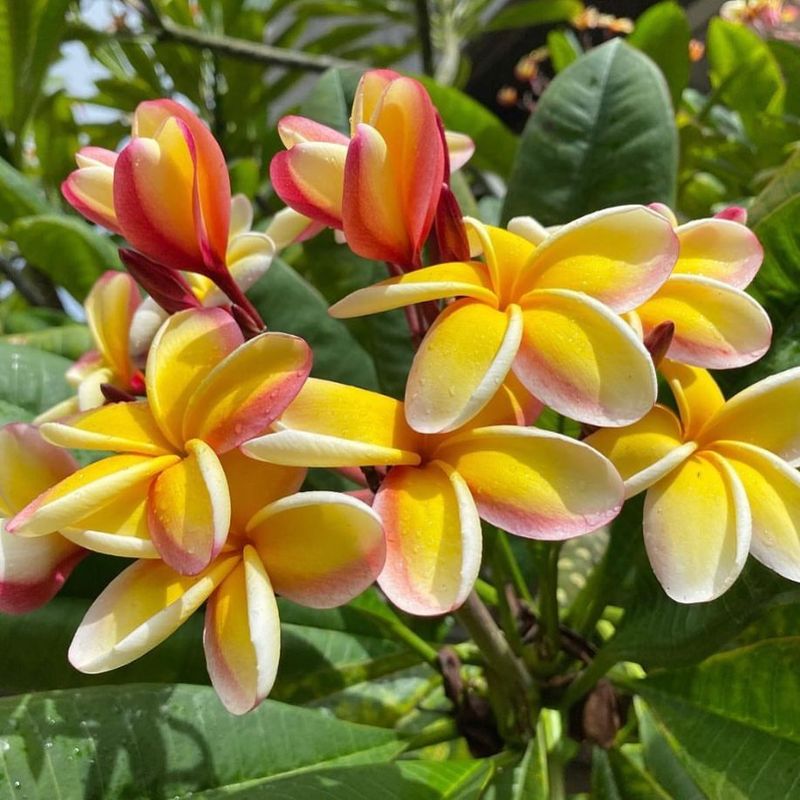 Hawaii For Rare Tropical Plants