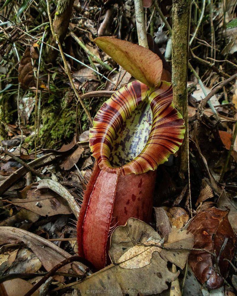 Malaysia For Carnivorous Pitcher Plants