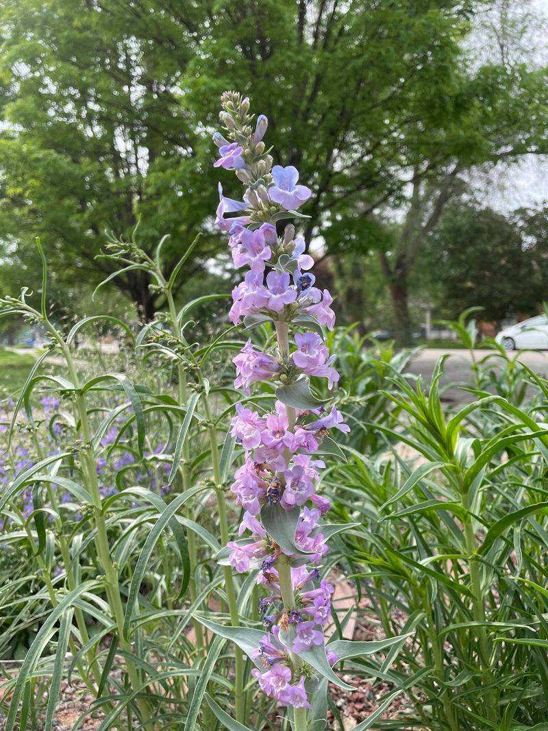 Penstemon