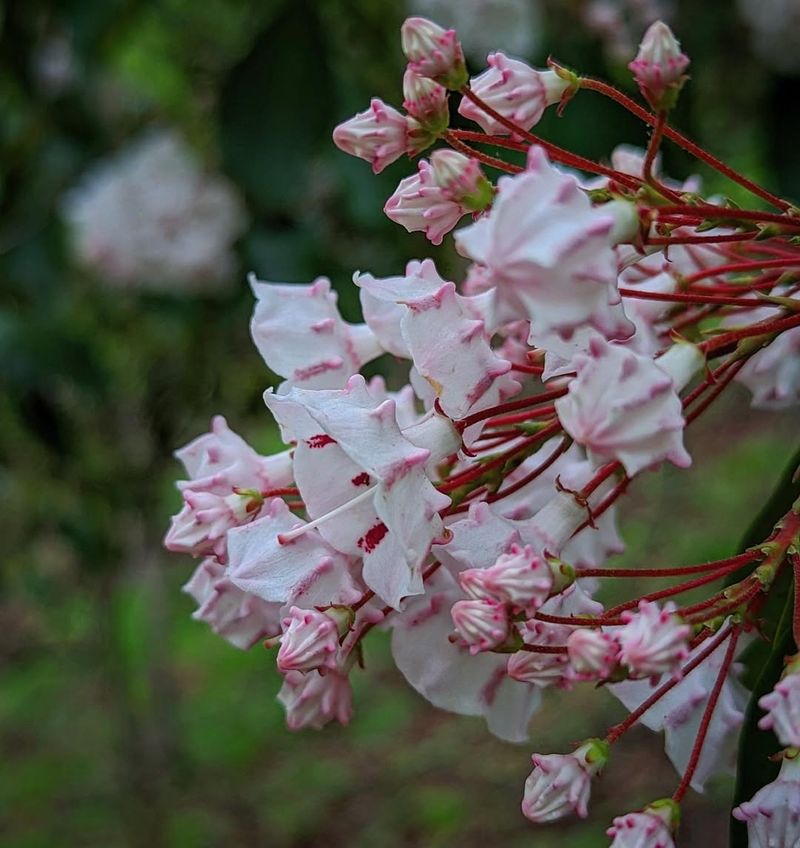 Mountain Laurel