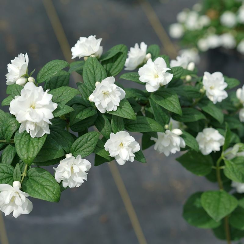 Mock Orange