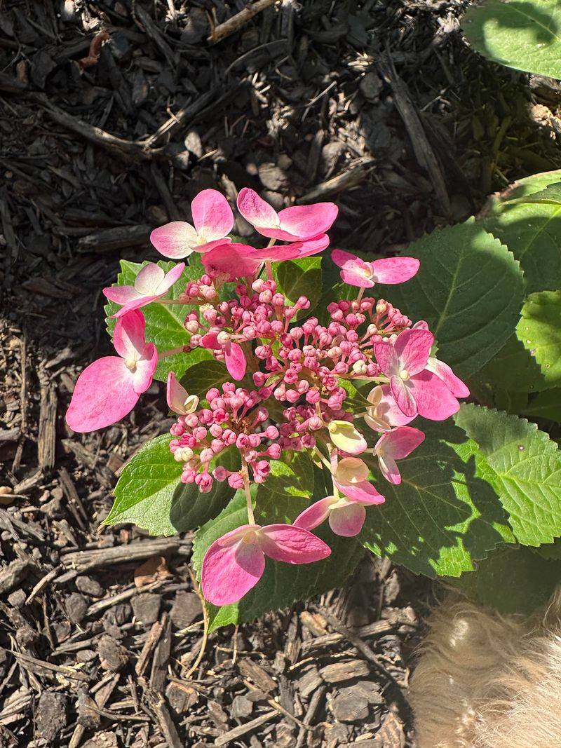 Twist-n-Shout Hydrangea