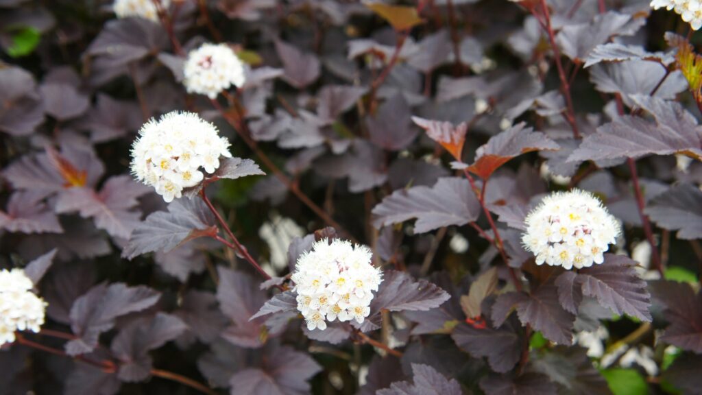 Ninebark