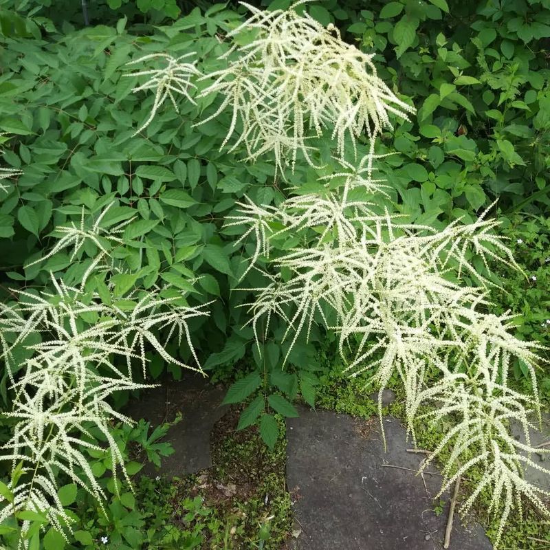 Goat’s Beard (Aruncus dioicus)