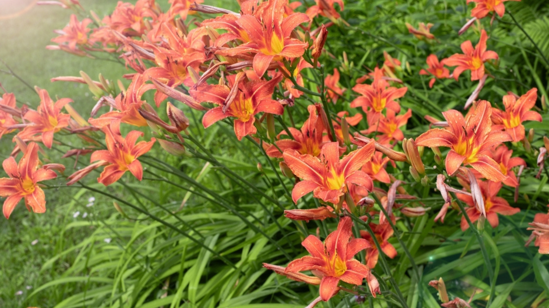 daylilies