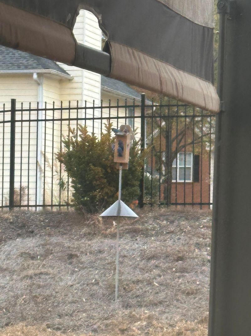 The Birdhouse Is Too Open Or Lacks Proper Ventilation