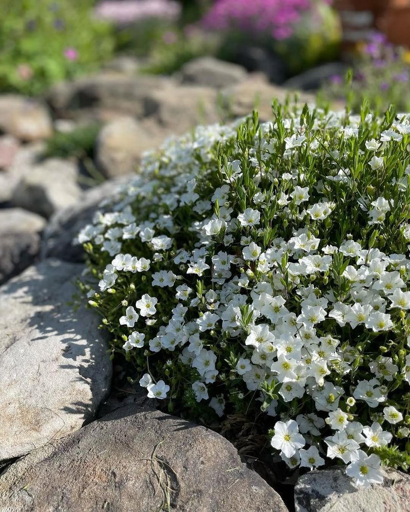 Sandwort