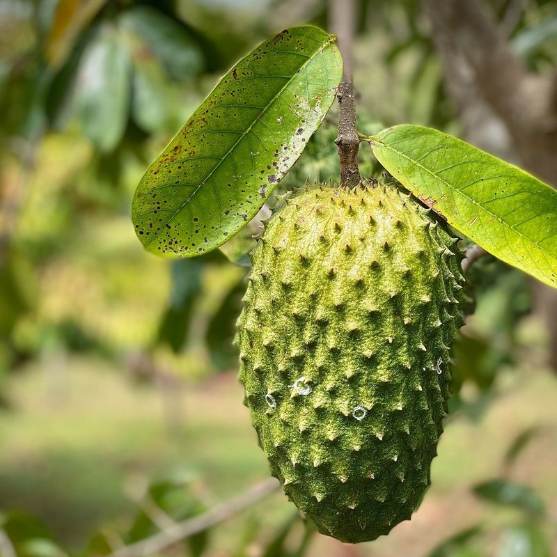 Soursop