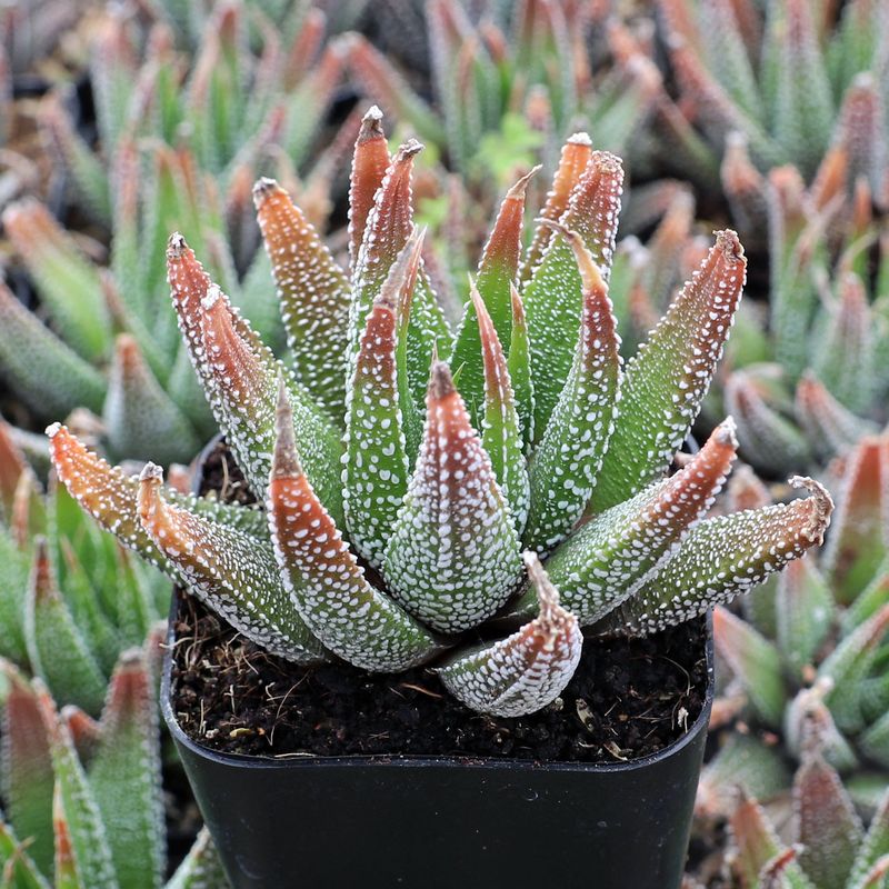 Haworthia