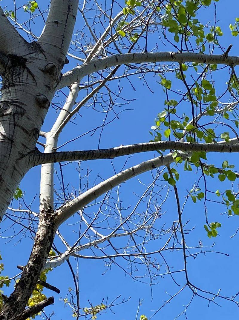 White Poplar (Populus alba)