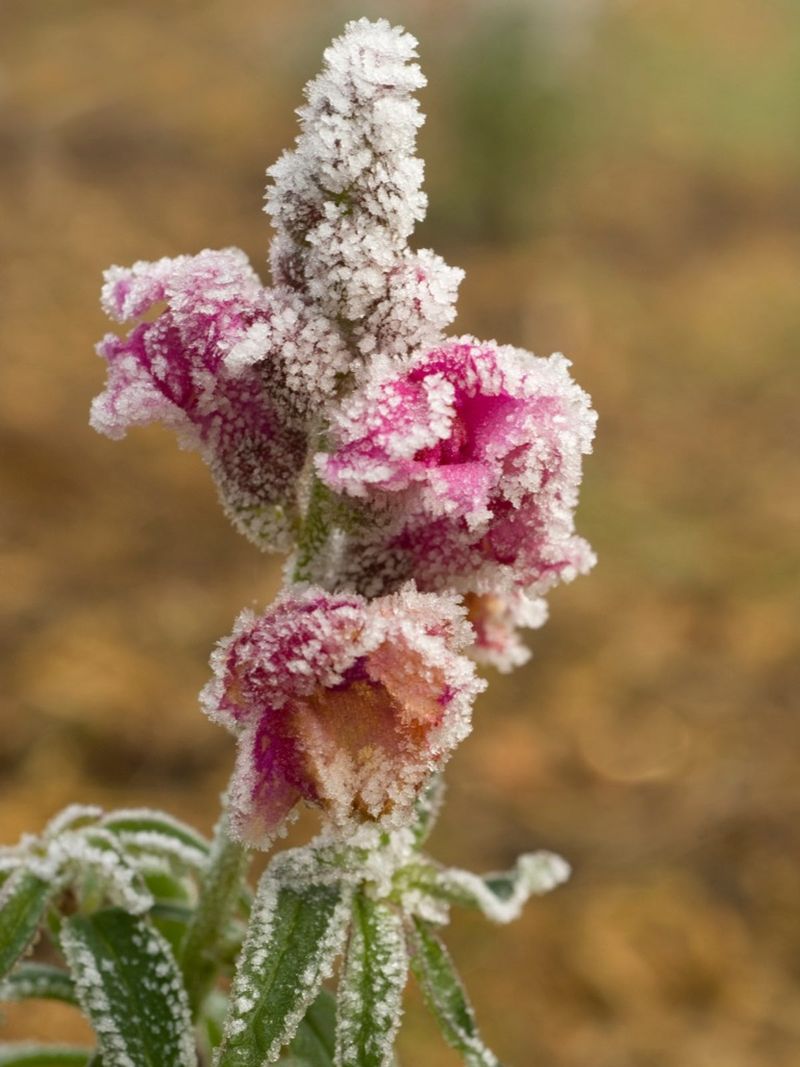 Neglecting Frost Protection