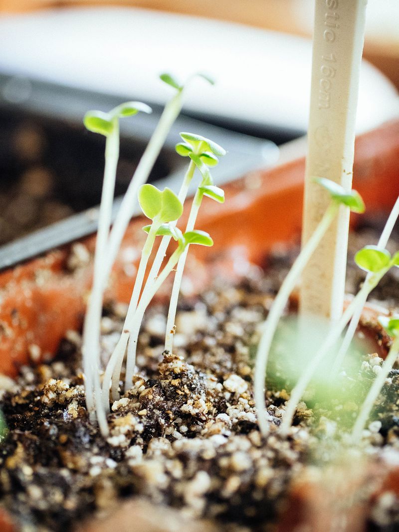 Not thinning seedlings