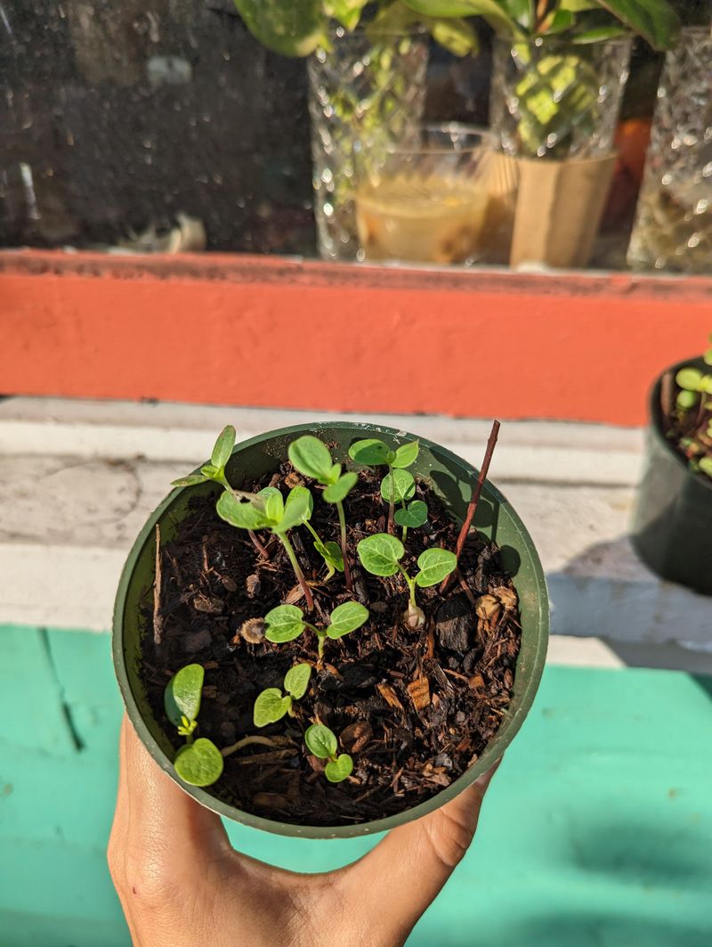 Overcrowding seedlings