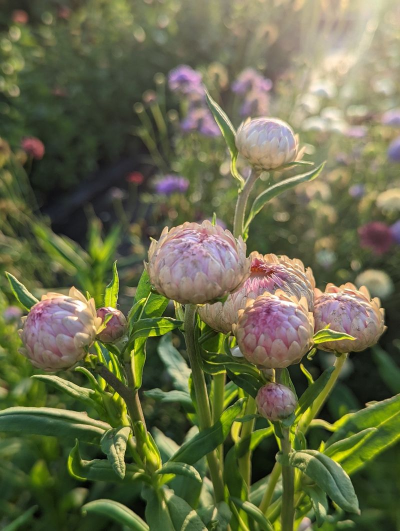 Failing to plan for flower growth stages