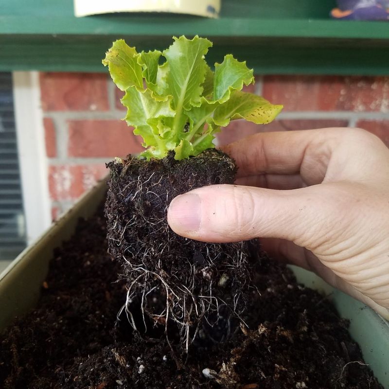 Forgetting to mist seedlings