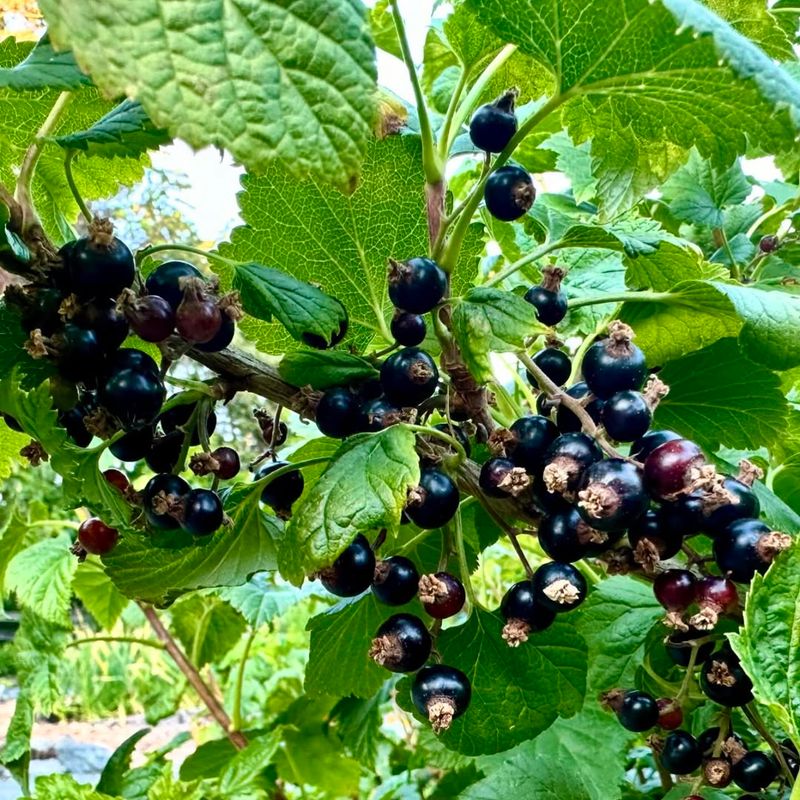 Black Currant