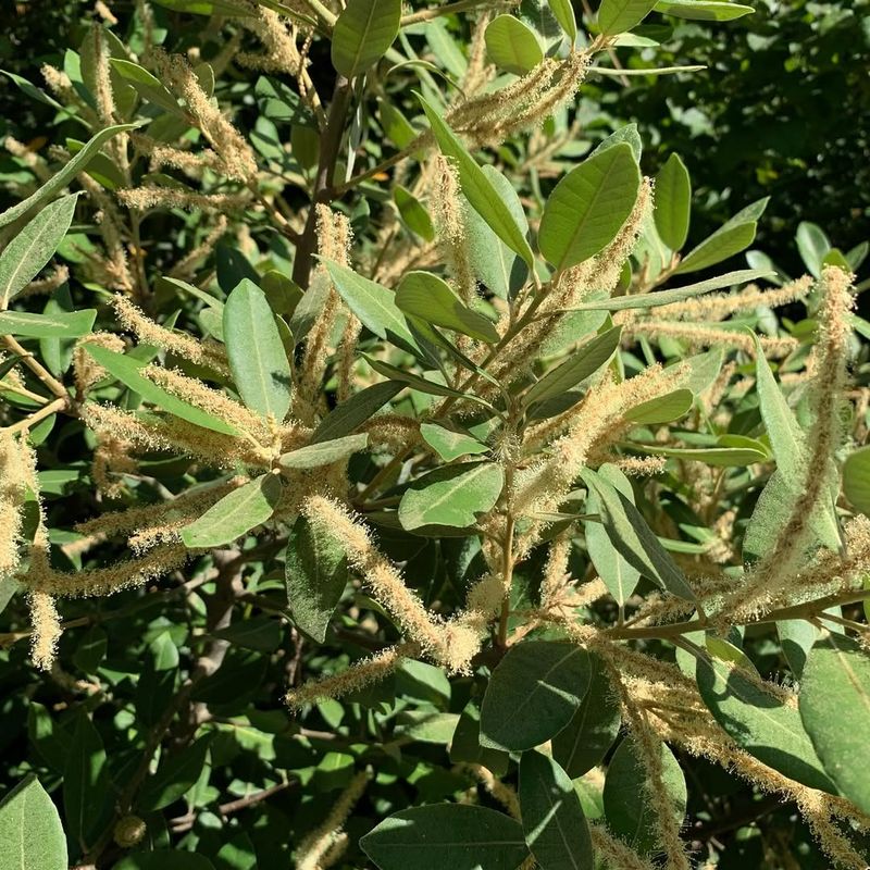 Tanoak (Notholithocarpus Densiflorus)