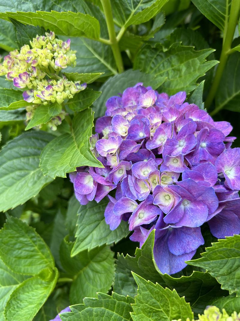 Penny Mac Hydrangea