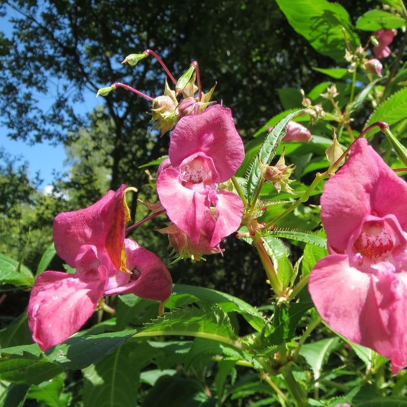 Himalayan Balsam (Impatiens glandulifera)