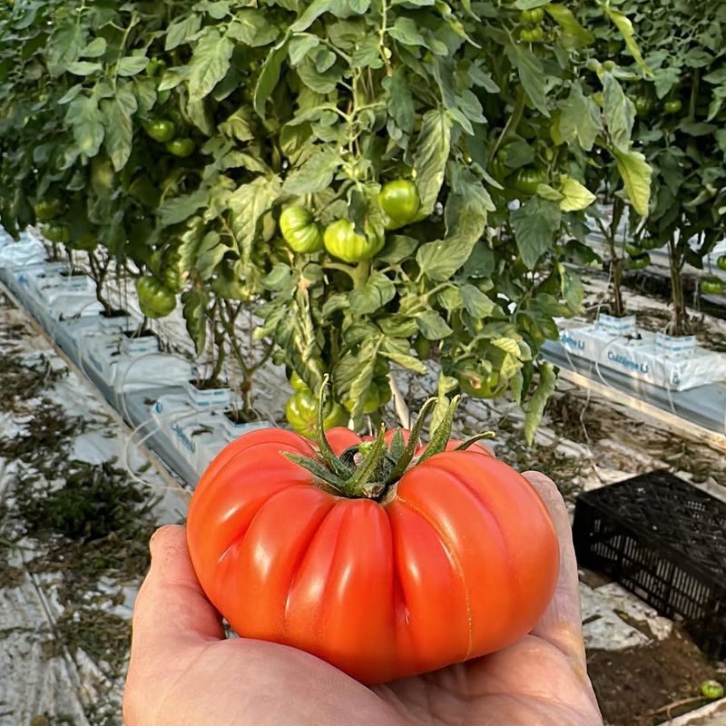 Tomato