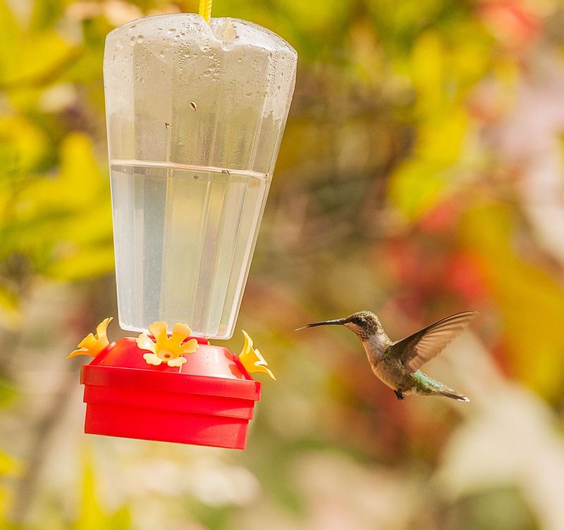 Make homemade nectar with sugar and water