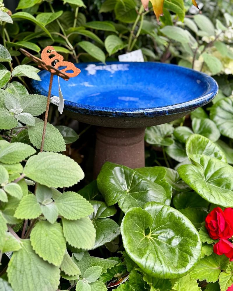 Bird-Friendly Water Feature