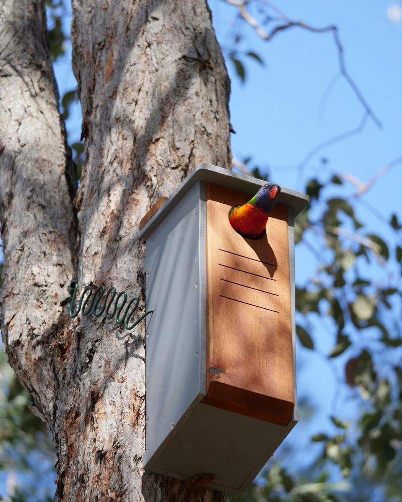 Nest Box Installation