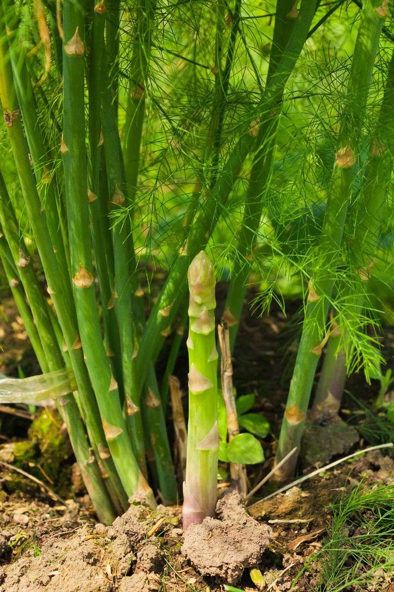 Asparagus