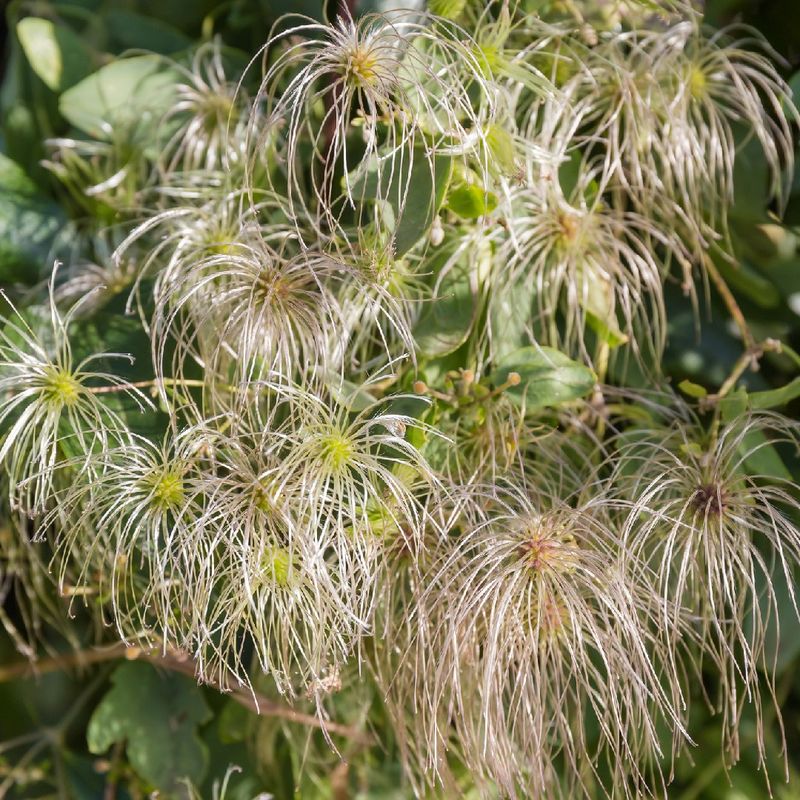 Old Man's Beard Fern