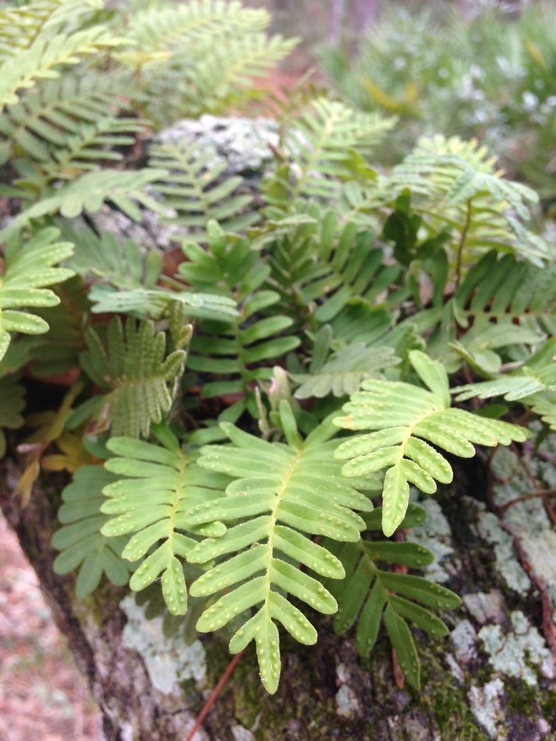 Resurrection Fern