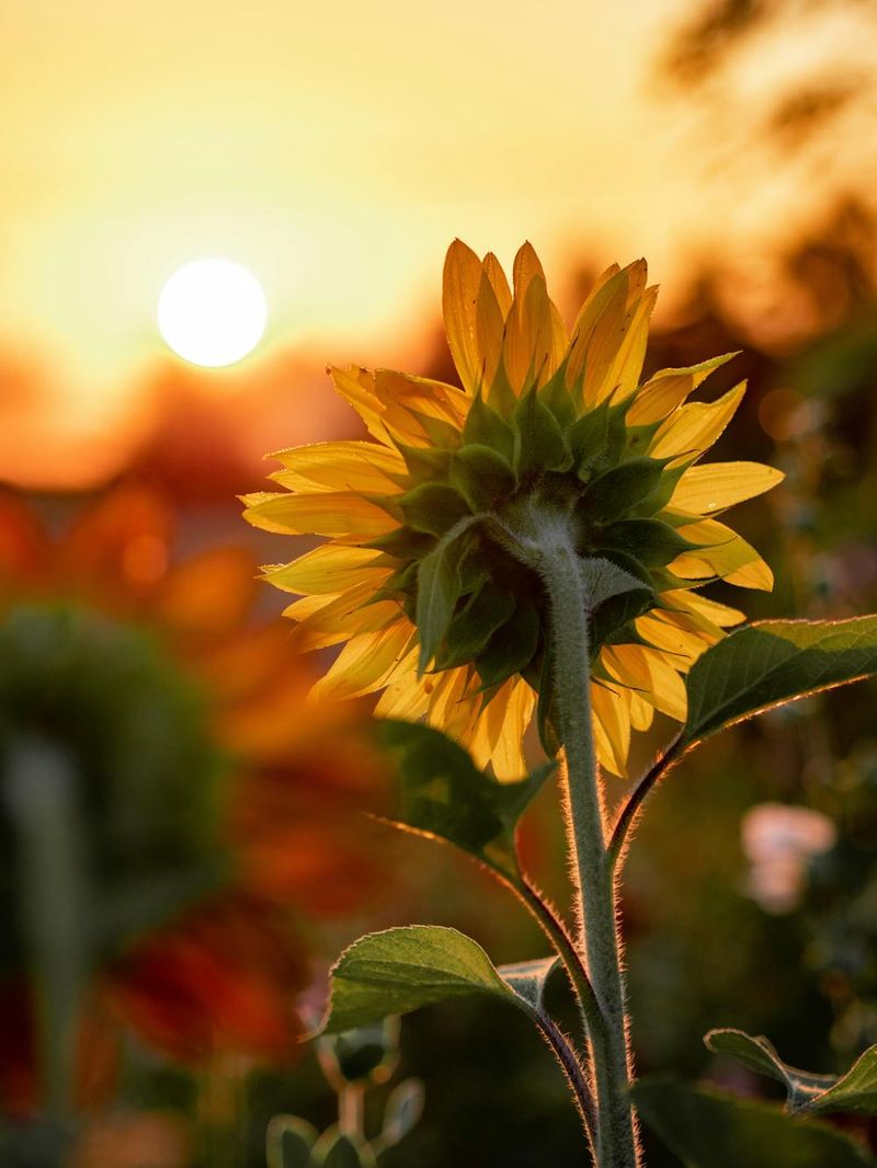 Heliotropism in Plants