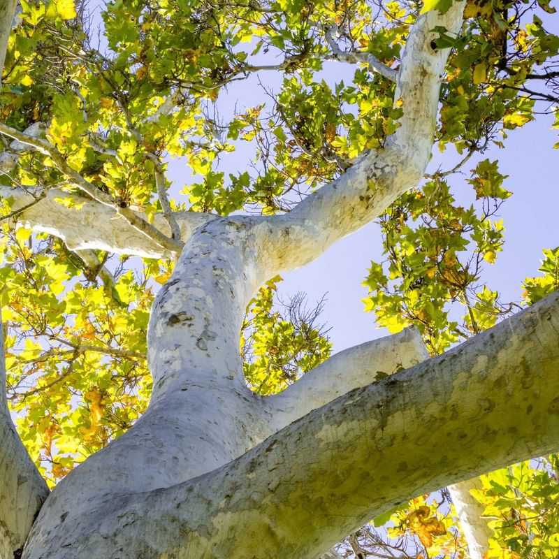 Sycamore Trees