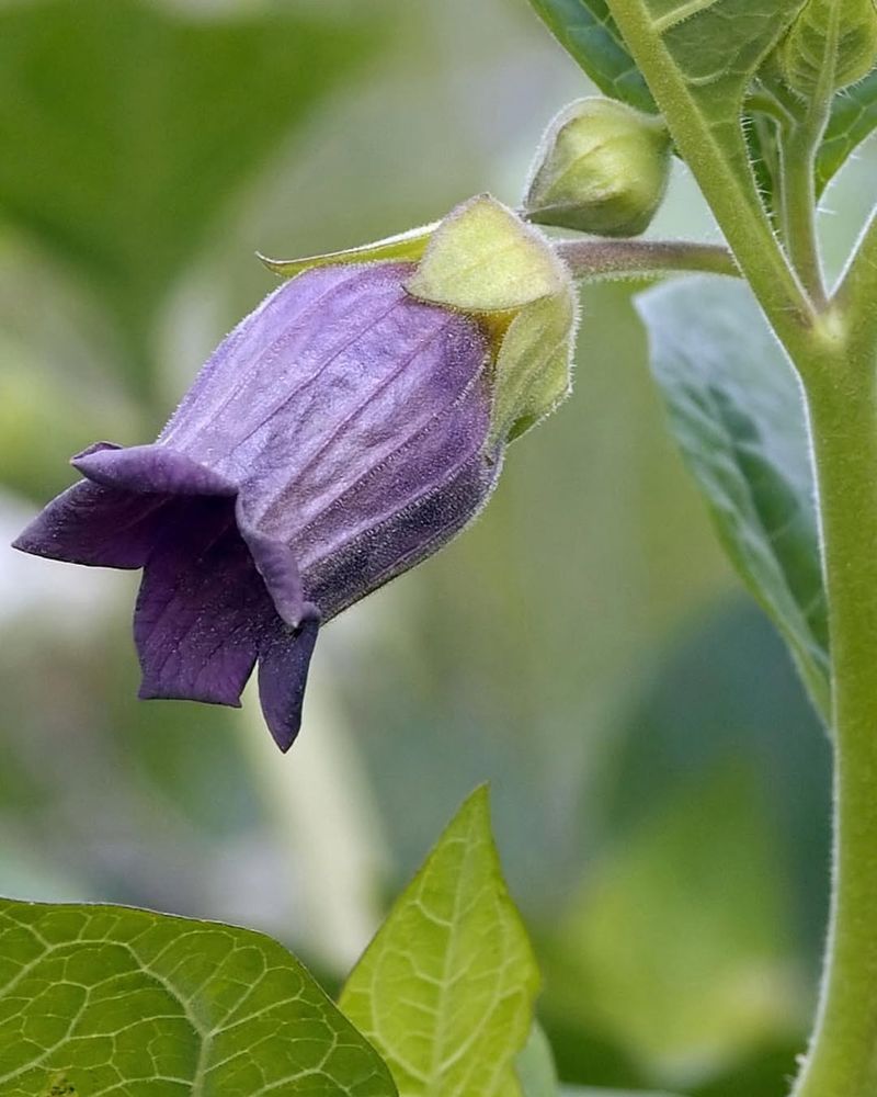 Deadly Nightshade