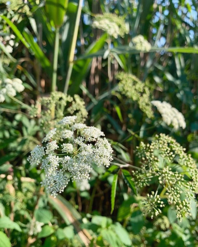 Water Hemlock