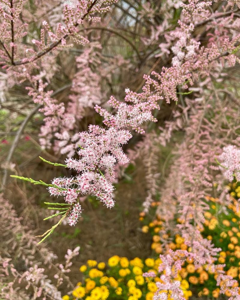 Tamarisk