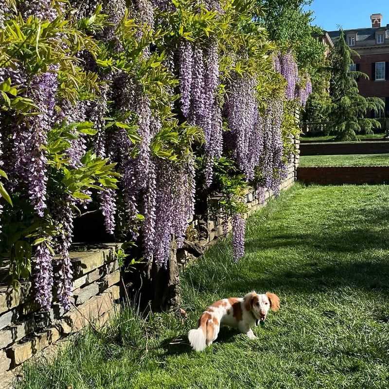 Wisteria