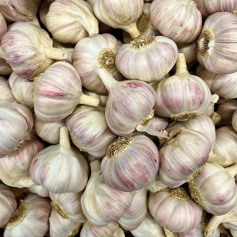 Garlic