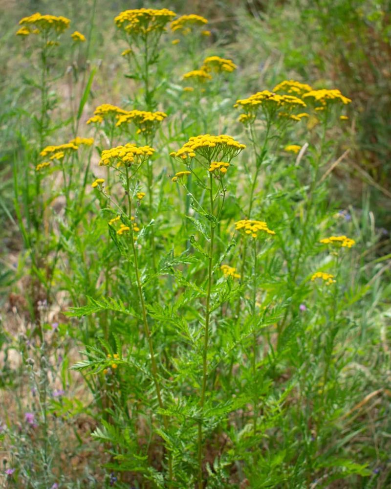 Tansy