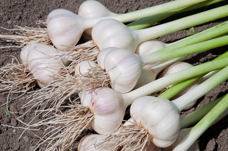 Garlic