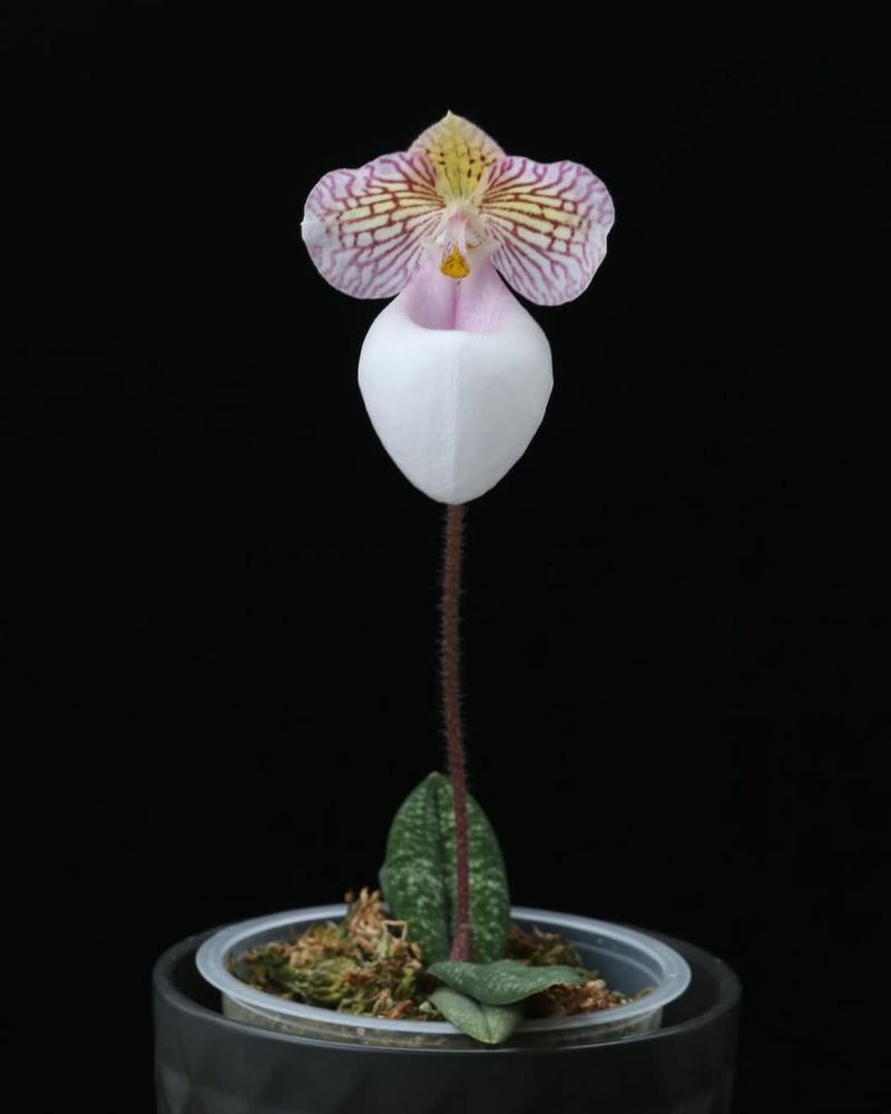 Crystalline Echo Orchid