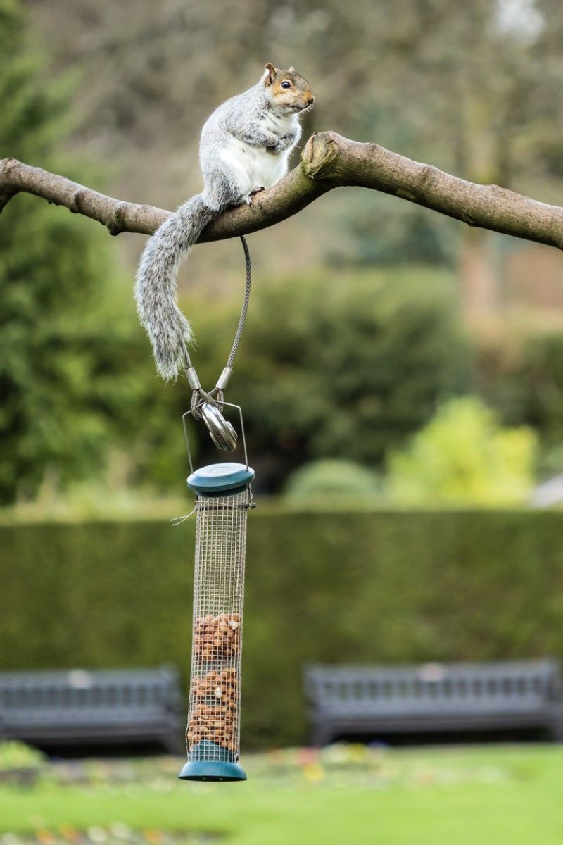 Offer bird food squirrels don’t like