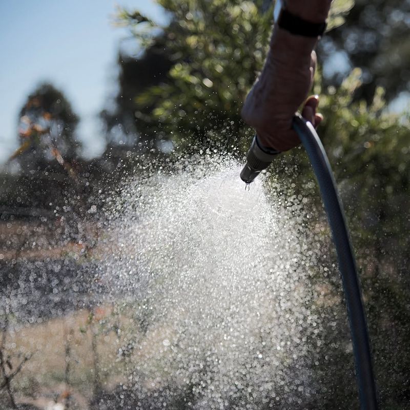 Regular Watering Routine