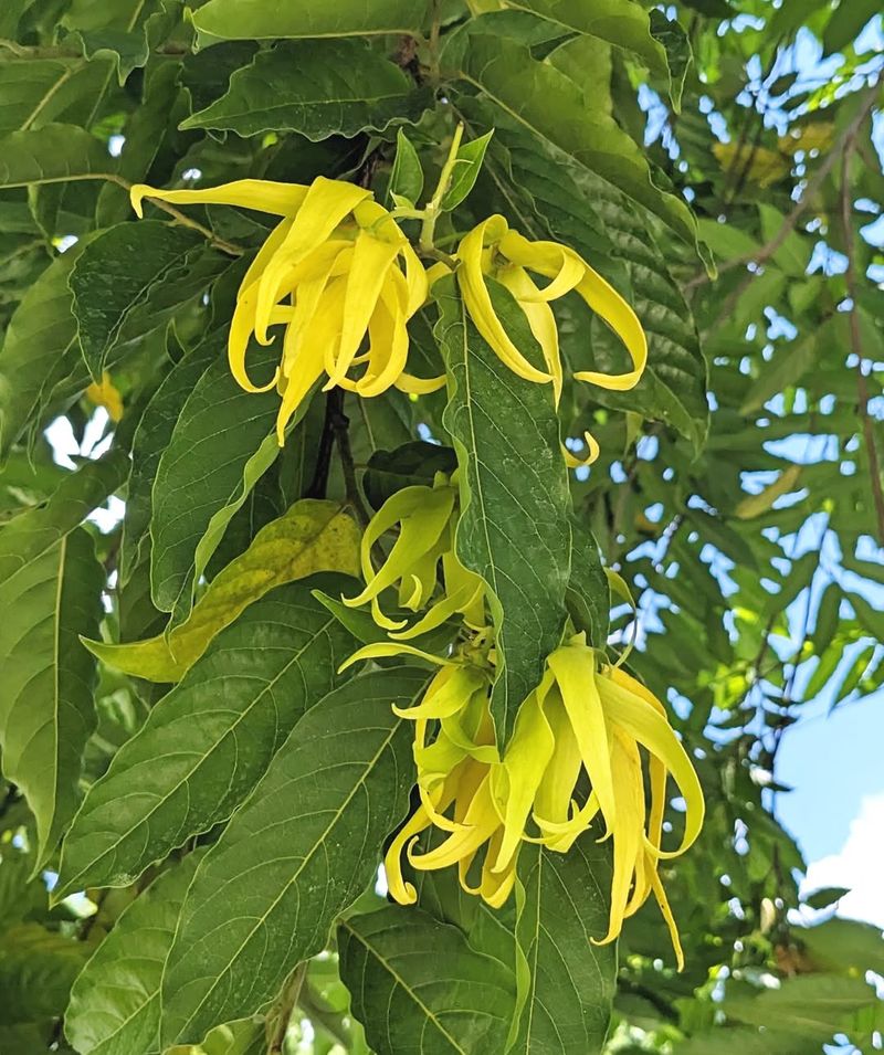 Ylang-Ylang Tree