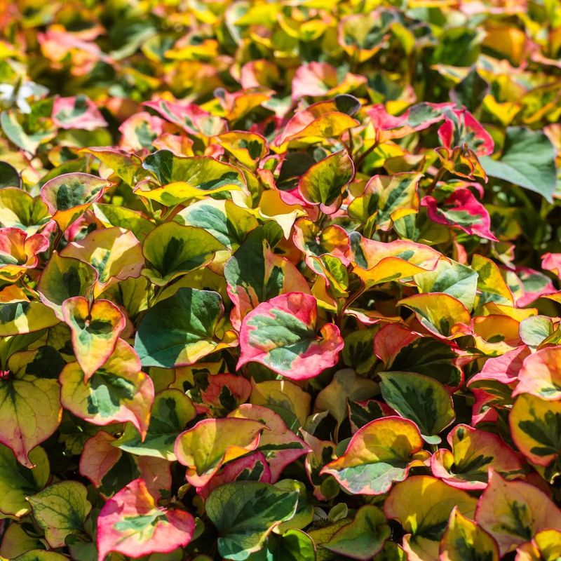 Chameleon Plant (Houttuynia cordata)