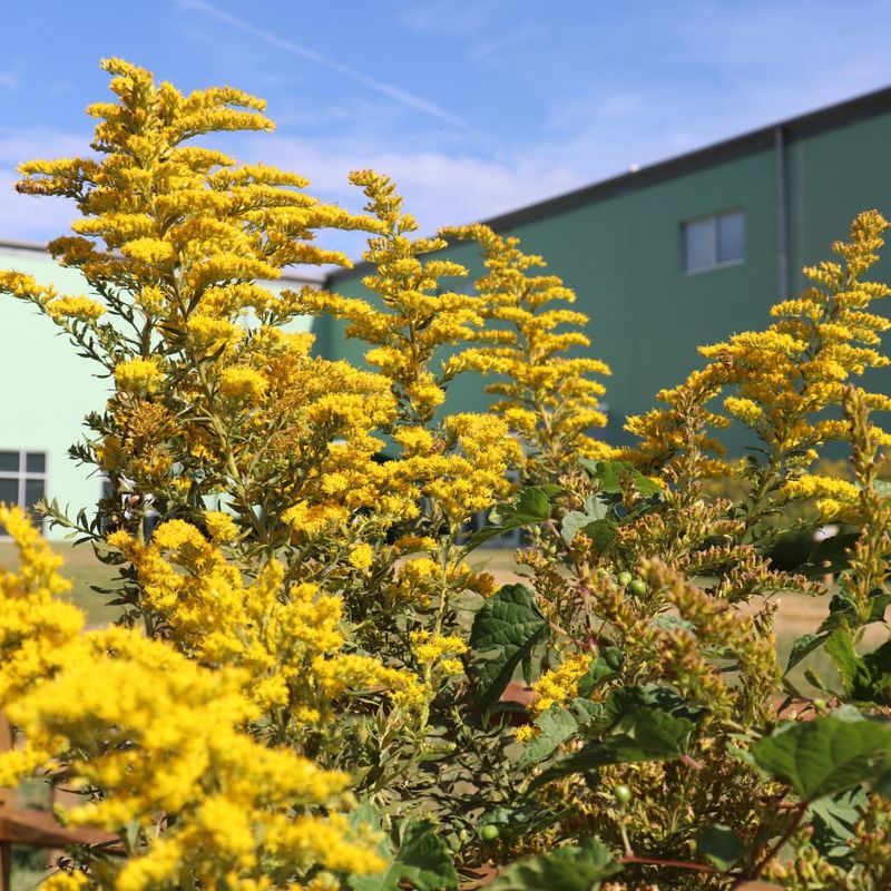 Goldenrod (Solidago)