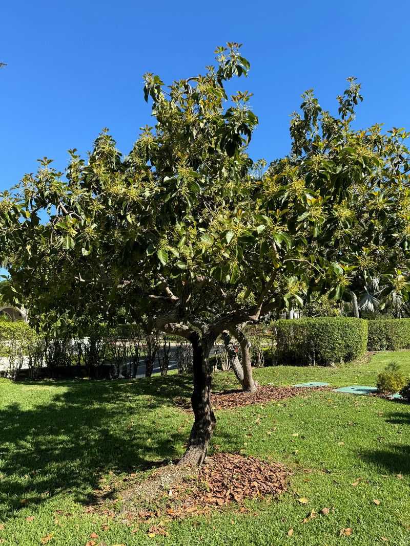 Avocado Tree